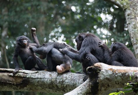 Abstract Chimpanzees (Pan troglodytes) have a complex mating system in which both sexes use multiple tactics. . Girl sex chimp